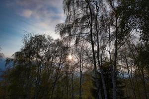 Sonne dem Sonnenuntergang zwischen den Bergbirken entgegen foto