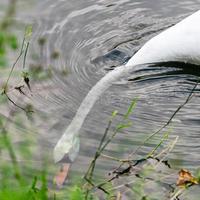 Schwanenhals unter Wasser foto