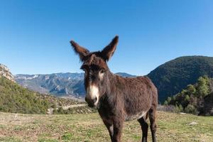 Katalanische Esel in den Pyrenäen in Spanien foto