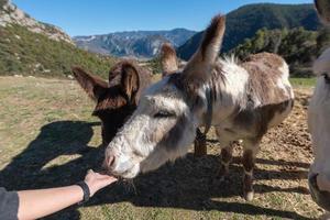 Katalanische Esel in den Pyrenäen in Spanien foto