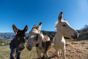 Katalanische Esel in den Pyrenäen in Spanien foto