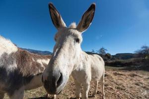 Katalanische Esel in den Pyrenäen in Spanien foto