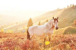 Weißes arabisches Pferd weidet bei Sonnenuntergang in orangefarbenen Sonnenstrahlen am Berghang. Karpaten, Ukraine, Europa foto