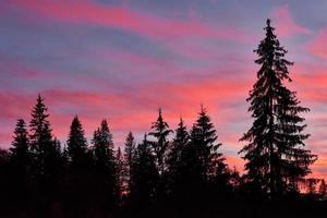 majestätischer himmel, rosa wolke gegen die silhouetten von kiefern in der dämmerungszeit. Karpaten, Ukraine, Europa. Entdecken Sie die Welt der Schönheit foto