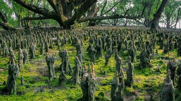 Pneumatophoren des Mangrovenwaldbettes mit grünem Moos, das auf dem nassen Boden auf Sundarbans wächst foto