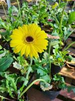 Botanische bunte Blumengartenarbeit im Freien. romantischer dekorationspark, schöne rote, lila, gelbe kamelienblütenpflanze im sommerfrühling. Naturparkhintergrund im Freien. keine Leute. foto