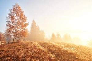 Glänzender Baum auf einem Hügelhang mit sonnigen Strahlen im mit Nebel bedeckten Bergtal. wunderschöne Morgenszene. rote und gelbe Herbstblätter. Karpaten, Ukraine, Europa. Entdecken Sie die Welt der Schönheit foto