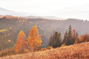 Birkenwald am sonnigen Nachmittag während der Herbstsaison. herbstliche Landschaft. Ukraine. foto