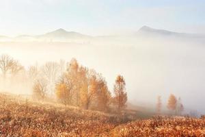 majestätische Landschaft mit Herbstbäumen im nebligen Wald. Karpaten, Ukraine, Europa. Beauty-Welt foto