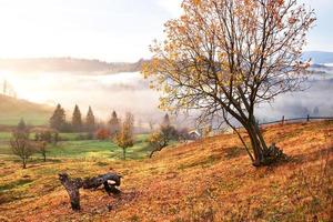 Glänzender Baum auf einem Hügelhang mit sonnigen Strahlen im mit Nebel bedeckten Bergtal. wunderschöne Morgenszene. rote und gelbe Herbstblätter. Karpaten, Ukraine, Europa. Entdecken Sie die Welt der Schönheit foto