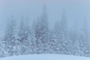 gefrorener Winterwald im Nebel. kiefer in der natur mit frischem schnee bedeckt karpaten, ukraine foto