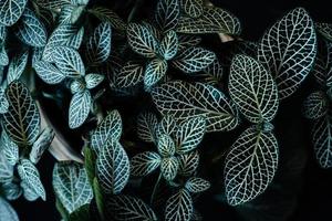 dunkle blätter im waldlaubhintergrund in der natur foto