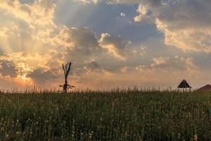 gelbe blumenfeldlandschaft mit sonnenlicht am abend foto