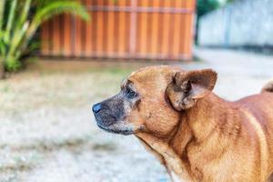 Nahaufnahme des braunen Hundes im Garten foto