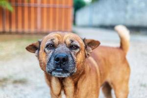 Nahaufnahme des braunen Hundes im Garten foto