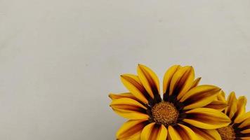 Gazania-Blume in der Ecke foto