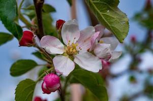 Zweig des Apfelbaums in voller Blüte foto