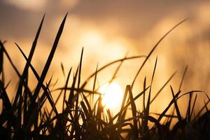 Sonnenuntergang im Gras mit Hintergrundbeleuchtung foto