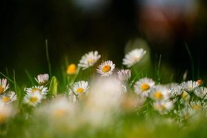 schöner Gänseblümchenhintergrund foto