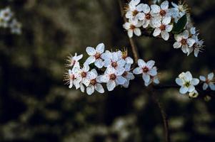 Kirschzweig in voller Blüte foto