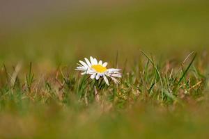 isoliertes Gänseblümchen im Gras foto