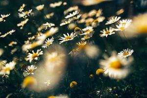 Haufen Gänseblümchen auf dem Feld foto