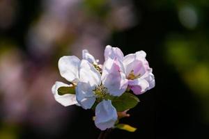 Nahaufnahme Apfelblüte Zweig foto