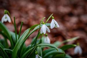 Schneeglöckchen Blumen Hintergrund foto