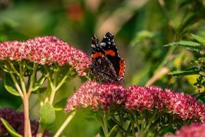 Schmetterling, der auf einer roten Blume sitzt foto