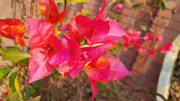 bougainvillea glabra, kleinere bougainvillea oder papierblume, frühlingsblühende blume. foto