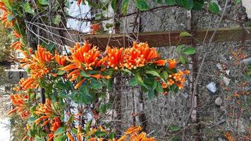 pyrostegia venusta, auch bekannt als flamevine oder orange trumpetvine, frühlingsblühende blume. foto