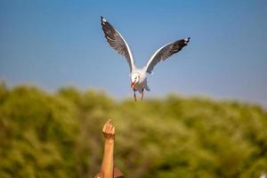 Möwen bei Bang Pu. die kältewandernden möwen aus sibirien in die warmen regionen thailands. bang pu zu einem der wichtigsten touristenziele in thailand zu machen. foto