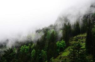 grüner Wald und weißer Nebel foto