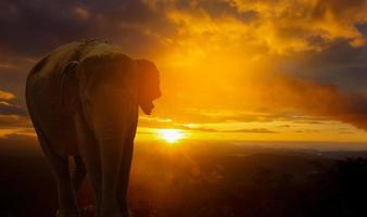 elefant in der natur auf sonnenuntergangshintergrund foto