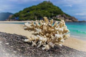 Eheringe auf Korallen am Strand. Flitterwochen in Thailand. foto