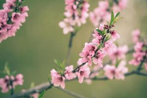 schöne kirschblüte sakura im frühling foto