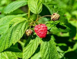 Fotografie für ganze reife Beeren rote Himbeere foto