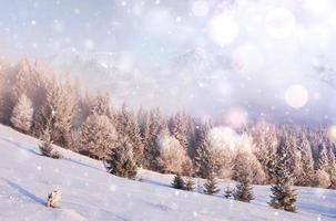 Winterlandschaft Bäume und Zaun im Rauhreif, Hintergrund mit einigen weichen Highlights und Schneeflocken. Frohes neues Jahr foto