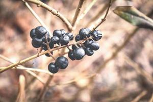 wilde schwarze trockene Beeren des Ligusters auf blattlosem Zweig auf braunem Hintergrund foto