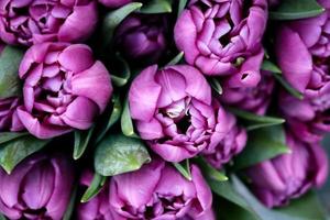 lila tulpenköpfe von oben nach unten auf blumenstrauß foto