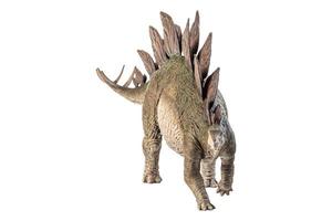 Stegosaurus-Dinosaurier auf weißem Hintergrund foto