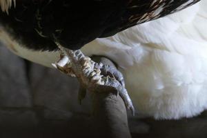 Huhn, das auf einem Stock steht foto