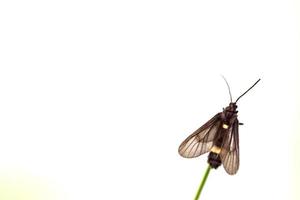 schwarzer Schmetterling thront auf Blatt foto