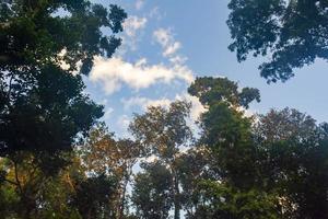 draufsicht, früh, morgen, wald, baum, dach, himmel, wolke, landschaft foto