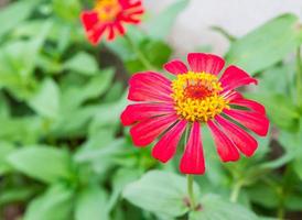 rote Blume im Garten foto