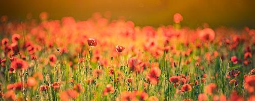 Panoramalandschaft mit schönem Sonnenuntergang über Mohnfeld. idyllische Frühlingsnatur, rote Blumenlandschaft. Naturpanorama, friedliche Nahaufnahme, blühende Blumen foto