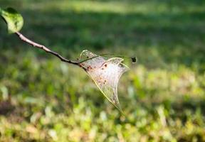 Spinnennetz auf Ästen aus Vogelkirschmotte foto