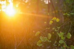 Premium-Foto-Sonnenstrahl und Blendenfleck durch Blätter foto