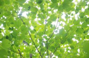 grüne Blätter am Ast, Detail, von unten, Pflanze, Baum, Laubbaum, Zweige, Äste, Blätter, grün, Perspektive, Wachstum, Höhe, Natur foto