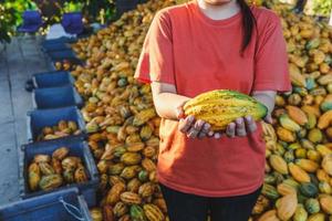 frische Kakaoschoten in der Hand foto